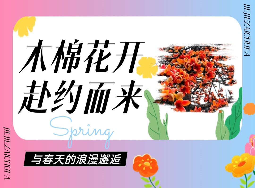 我和木棉有个约会